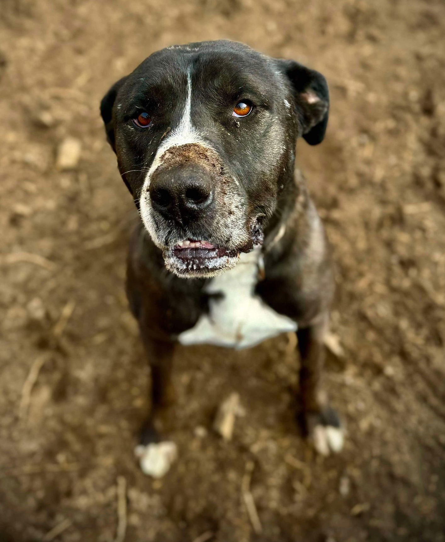 Fernando, an adoptable Labrador Retriever, Mastiff in Yreka, CA, 96097 | Photo Image 1