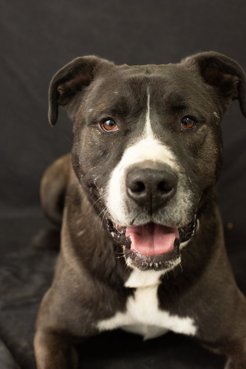 Fernando, an adoptable Labrador Retriever, Mastiff in Yreka, CA, 96097 | Photo Image 1