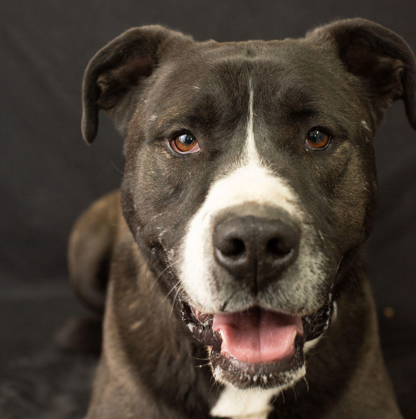 Fernando, an adoptable Labrador Retriever, Mastiff in Yreka, CA, 96097 | Photo Image 1