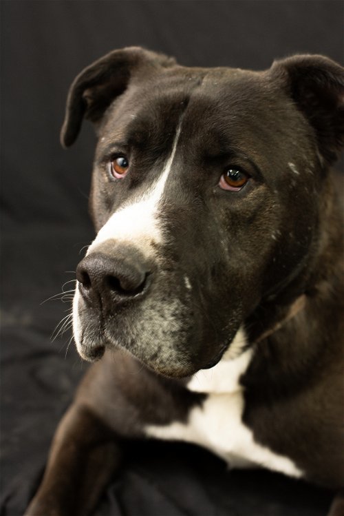 Fernando, an adoptable Pit Bull Terrier, Shepherd in Yreka, CA, 96097 | Photo Image 3