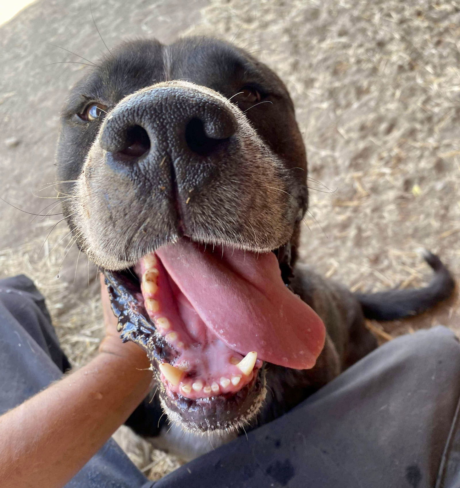 Fernando, an adoptable Labrador Retriever, Mastiff in Yreka, CA, 96097 | Photo Image 3