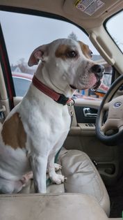 Luna 1, an adoptable American Staffordshire Terrier Mix in Watertown, WI_image-2