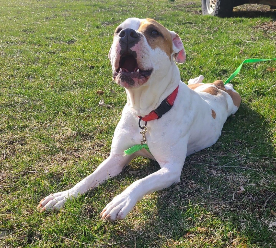 Luna 1, an adoptable American Staffordshire Terrier in Watertown, WI, 53094 | Photo Image 3