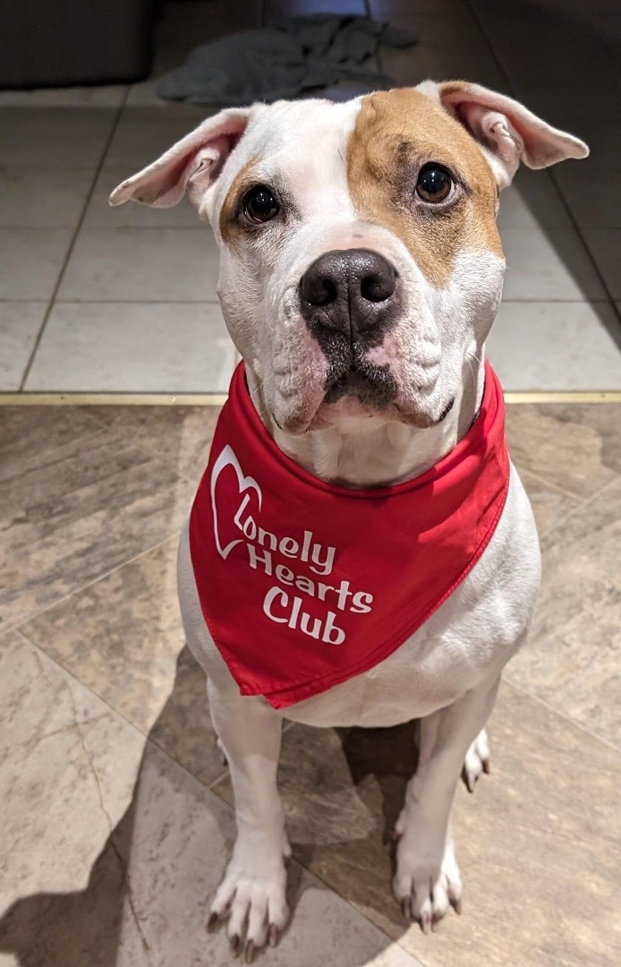 Luna 1, an adoptable American Staffordshire Terrier in Watertown, WI, 53094 | Photo Image 5