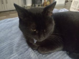 Kitty cat black