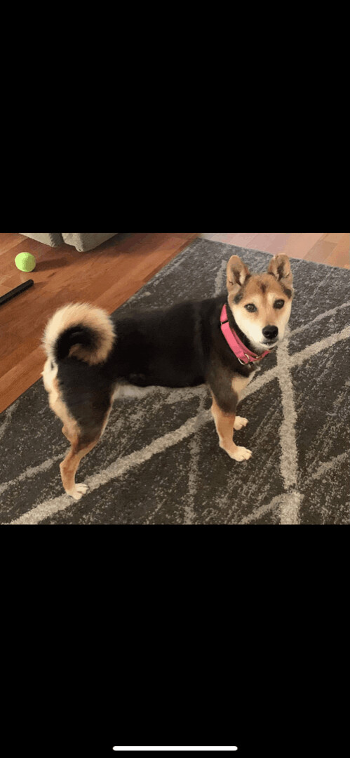 6100 Betsy, an adoptable Shiba Inu in Springfield, MO, 65810 | Photo Image 1