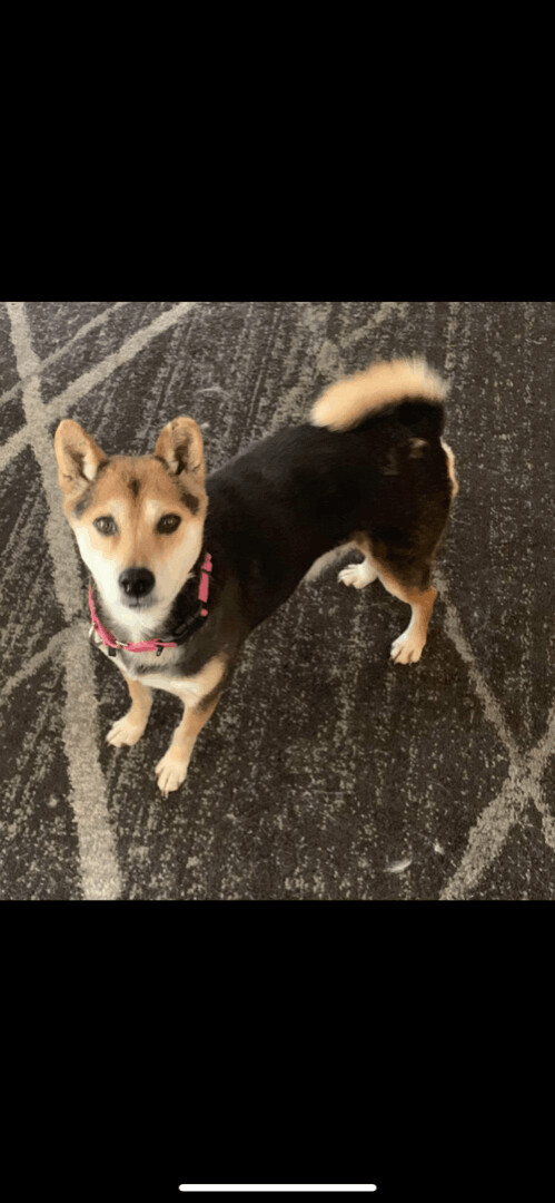 6100 Betsy, an adoptable Shiba Inu in Springfield, MO, 65810 | Photo Image 1