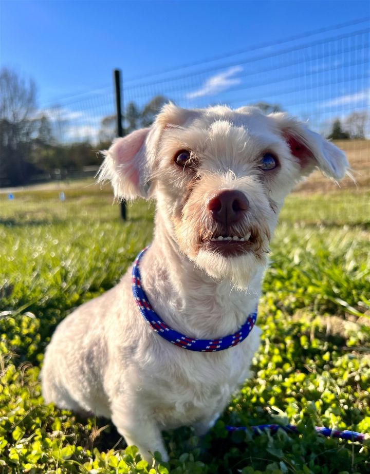 Fred Nov 22, an adoptable Poodle & Terrier Mix in Pacolet, SC_image-3