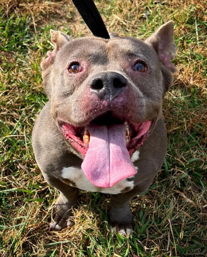 Zeus, an adoptable French Bulldog & Staffordshire Bull Terrier Mix in Dallas, GA_image-2