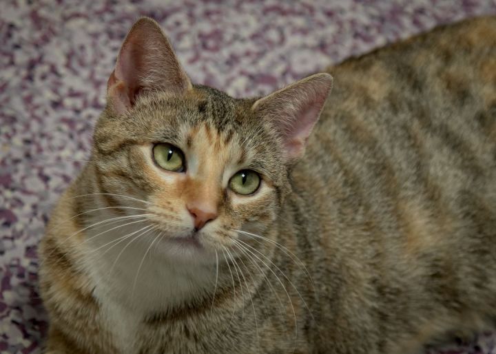 Parrot, an adopted Domestic Short Hair in Harrisburg, PA_image-6