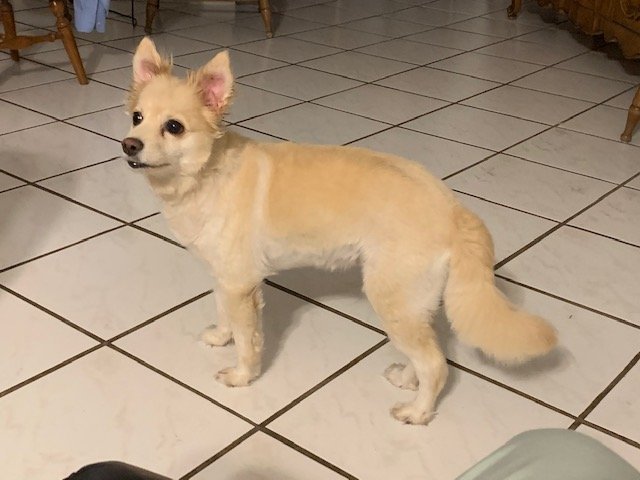 Z COURTESY LISTING: Princess, an adoptable Pomeranian in Miami, FL, 33158 | Photo Image 1
