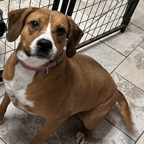 6105 Roxy, an adoptable Hound & Terrier Mix in Springfield, MO_image-4