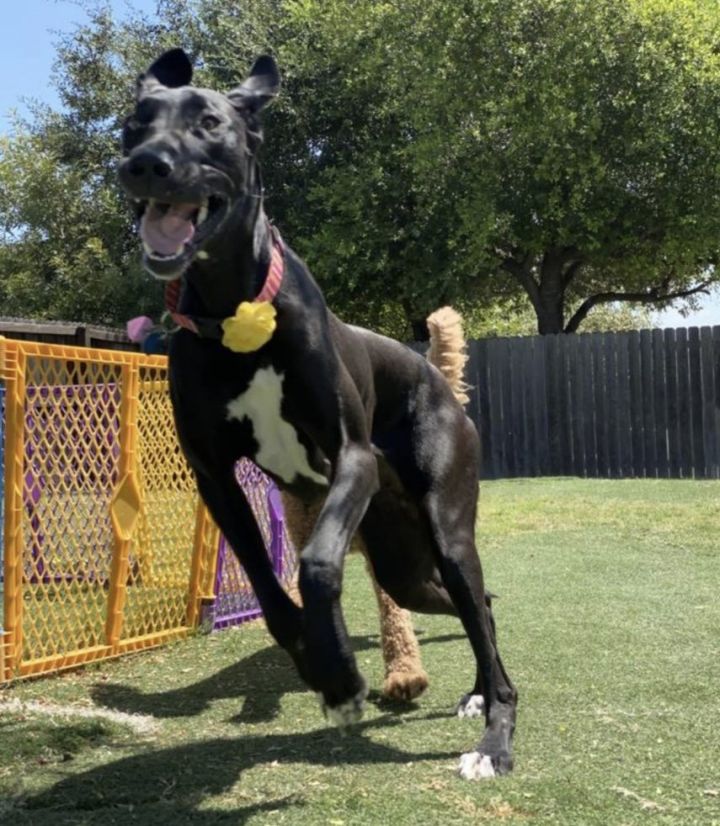 Athena, an adopted Great Dane Mix in Helotes, TX_image-2