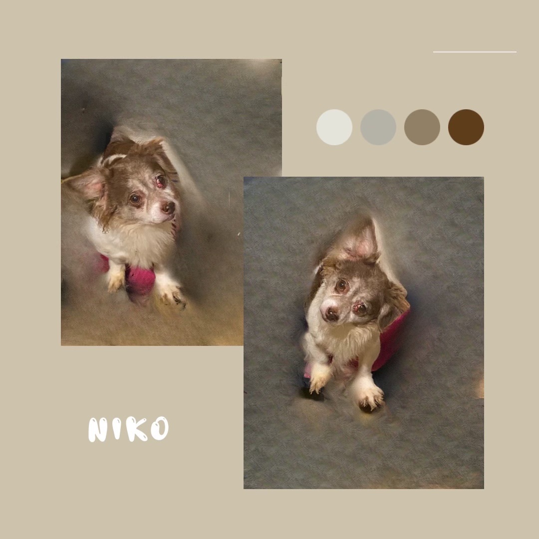 Nikko, an adoptable Australian Shepherd in Portland, OR, 97220 | Photo Image 3