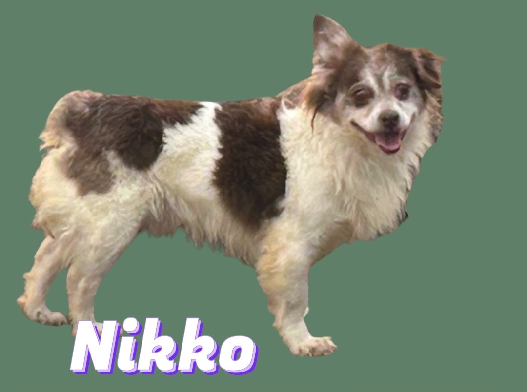 Nikko, an adoptable Australian Shepherd in Portland, OR, 97220 | Photo Image 4