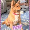 Foxy - Adoption Pending!!