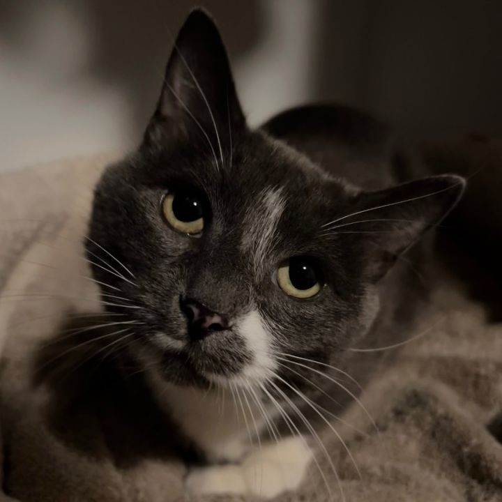 Amber, an adoptable Domestic Short Hair in Lemont, IL_image-1