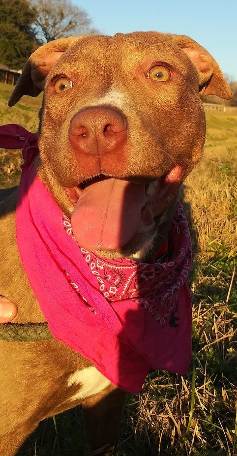 Ally -darling girl! , an adoptable American Staffordshire Terrier & Blue Lacy Mix in Houston, TX_image-3