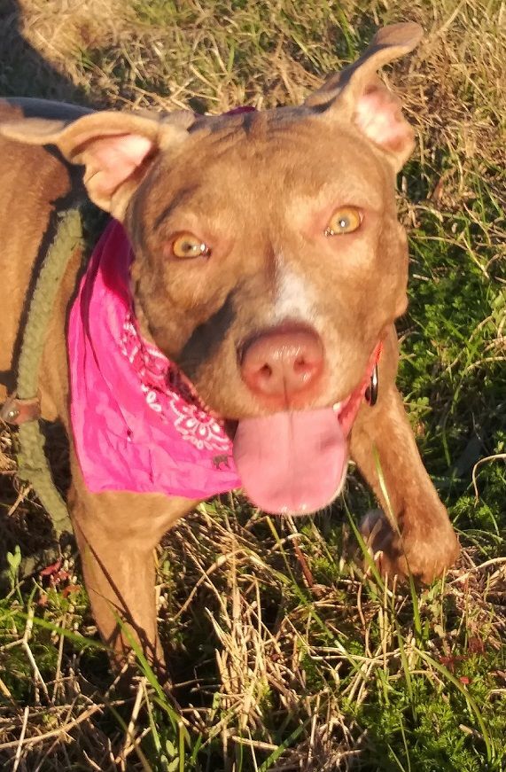 Ally - darling girl!!! (NH-077156), an adoptable American Staffordshire Terrier & Blue Lacy Mix in Windham, NH_image-2