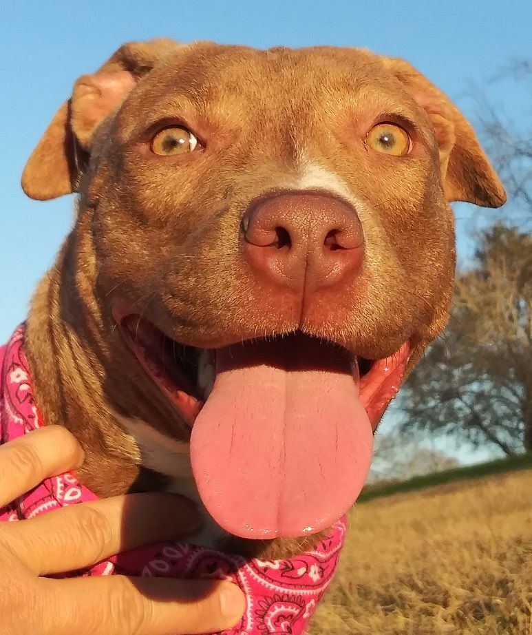 Ally - darling girl!!! (BC-0441156), an adoptable American Staffordshire Terrier, Blue Lacy in Vancouver, BC, V5S 4K1 | Photo Image 1