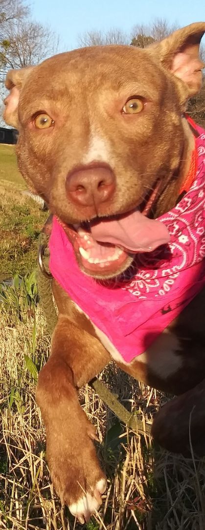 Ally - darling girl!!! (BC-0441156), an adoptable American Staffordshire Terrier, Blue Lacy in Vancouver, BC, V5S 4K1 | Photo Image 4