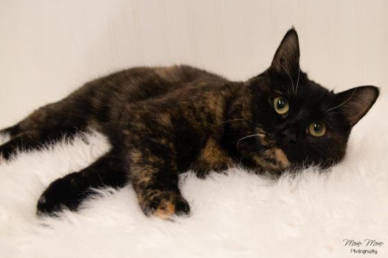 DREW, an adoptable Domestic Short Hair in Saskatoon, SK, S7K 3S9 | Photo Image 1