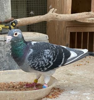 Charlotte is a beautiful graceful feminine pigeon that we think is female but 