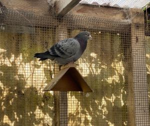 Twelve year old lost racing pigeon Nell narrowly escaped a predator which took his whole tail and 