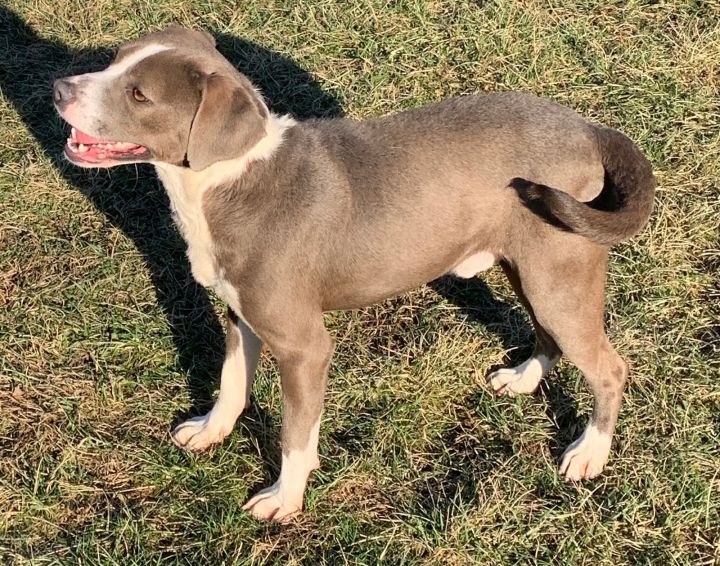 weimaraner beagle mix