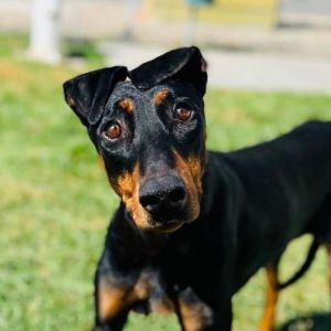 are doberman pinschers hypoallergenic