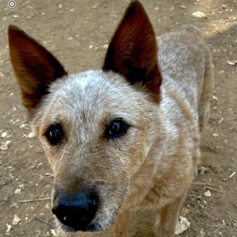 BANJO, an adoptable Australian Cattle Dog / Blue Heeler in Point Richmond, CA, 94801 | Photo Image 1