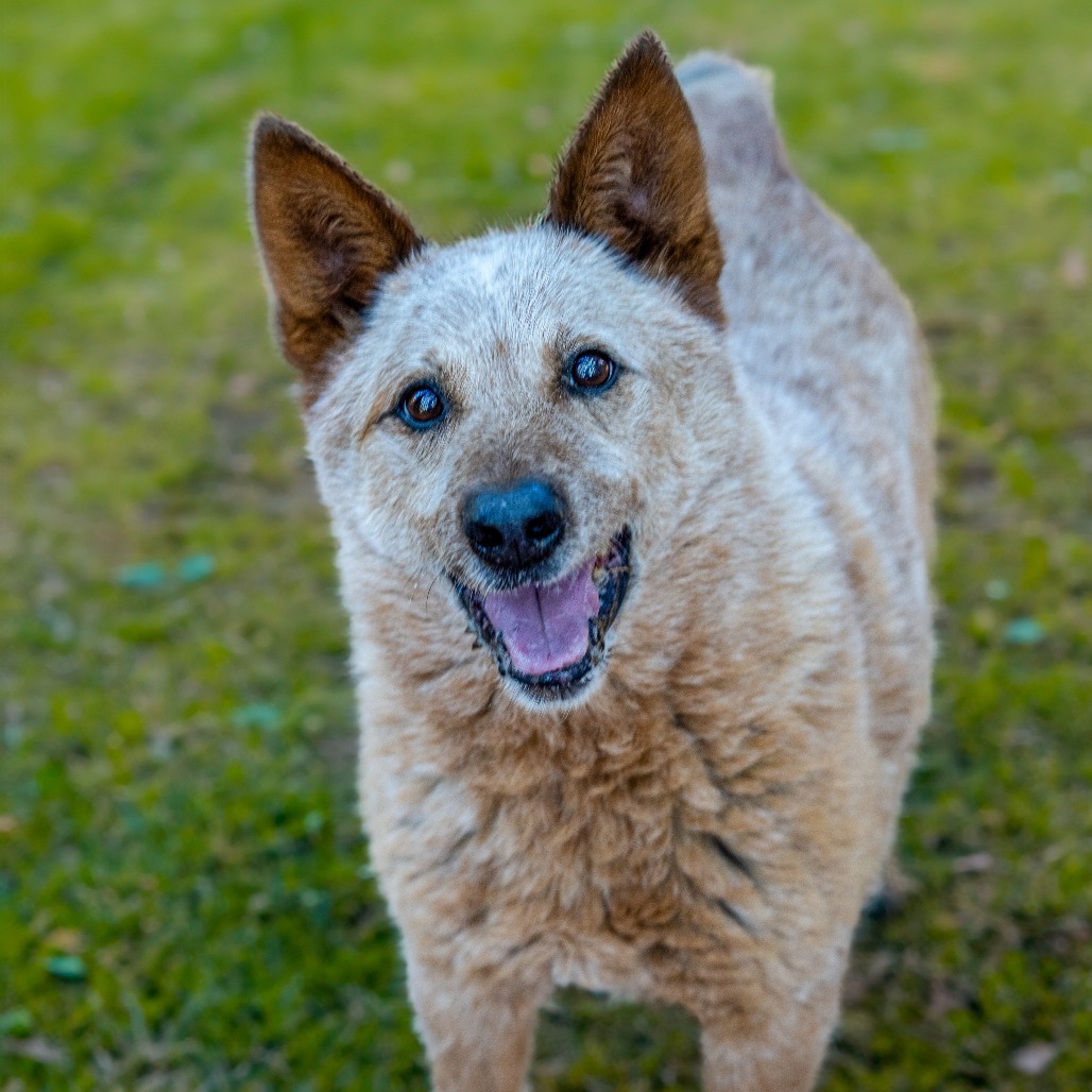 BANJO, an adoptable Australian Cattle Dog / Blue Heeler in Point Richmond, CA, 94801 | Photo Image 1