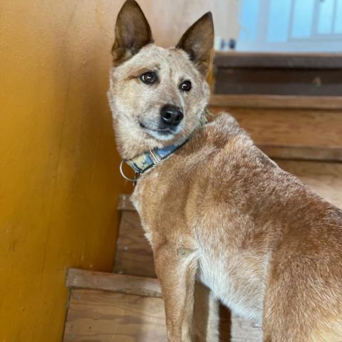 BANJO, an adoptable Australian Cattle Dog / Blue Heeler in Point Richmond, CA, 94801 | Photo Image 2