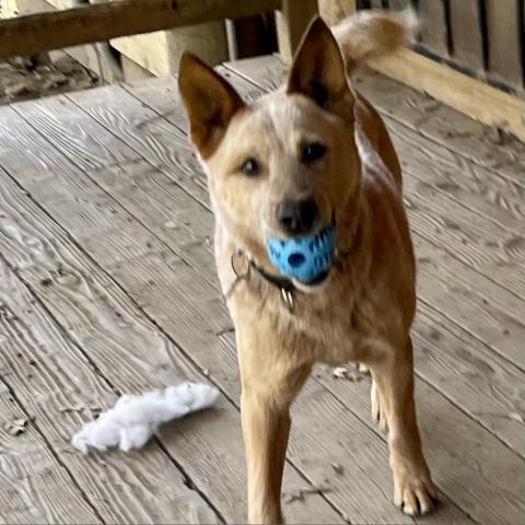 BANJO, an adoptable Australian Cattle Dog / Blue Heeler in Point Richmond, CA, 94801 | Photo Image 3