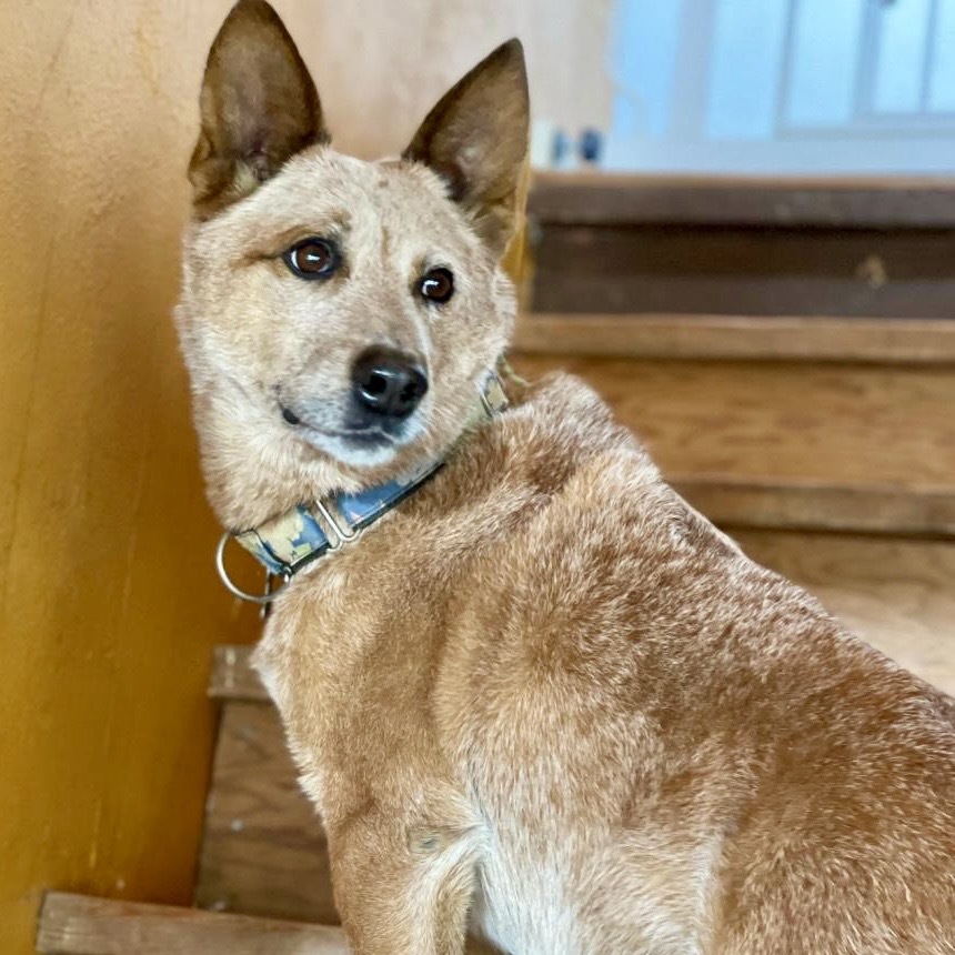BANJO, an adoptable Australian Cattle Dog / Blue Heeler in Point Richmond, CA, 94801 | Photo Image 3