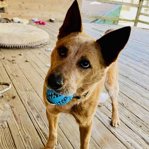 BANJO, an adoptable Australian Cattle Dog / Blue Heeler in Point Richmond, CA, 94801 | Photo Image 4