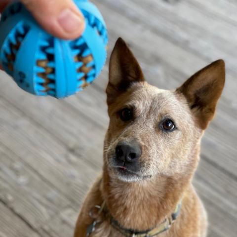 BANJO, an adoptable Australian Cattle Dog / Blue Heeler in Point Richmond, CA, 94801 | Photo Image 5