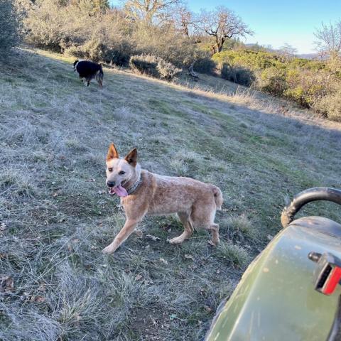 BANJO, an adoptable Australian Cattle Dog / Blue Heeler in Point Richmond, CA, 94801 | Photo Image 6