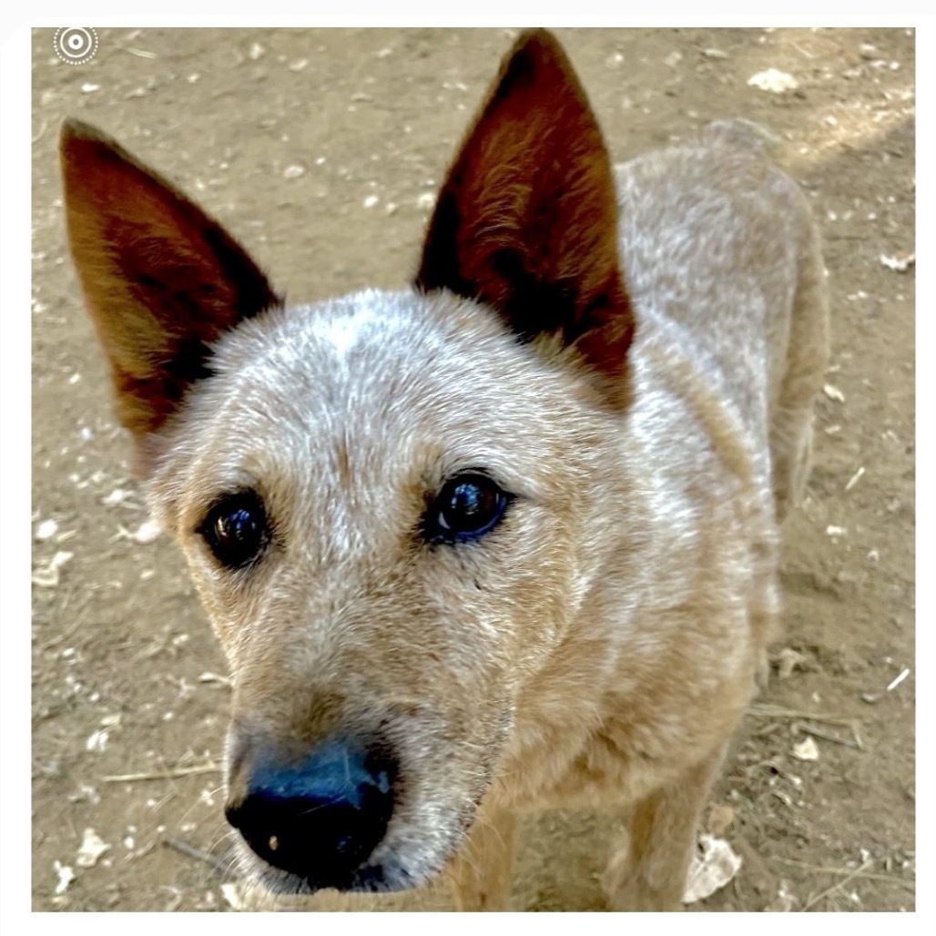 BANJO, an adoptable Australian Cattle Dog / Blue Heeler in Point Richmond, CA, 94801 | Photo Image 6