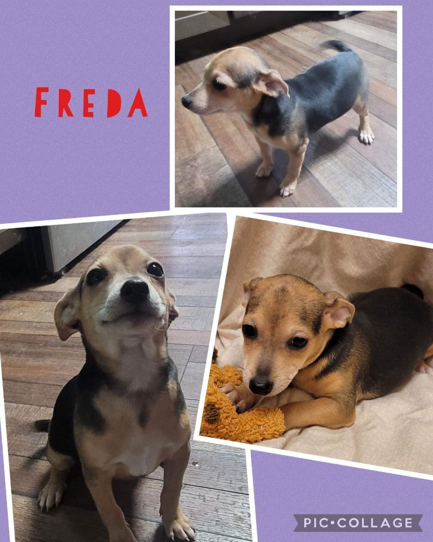 Freda detail page