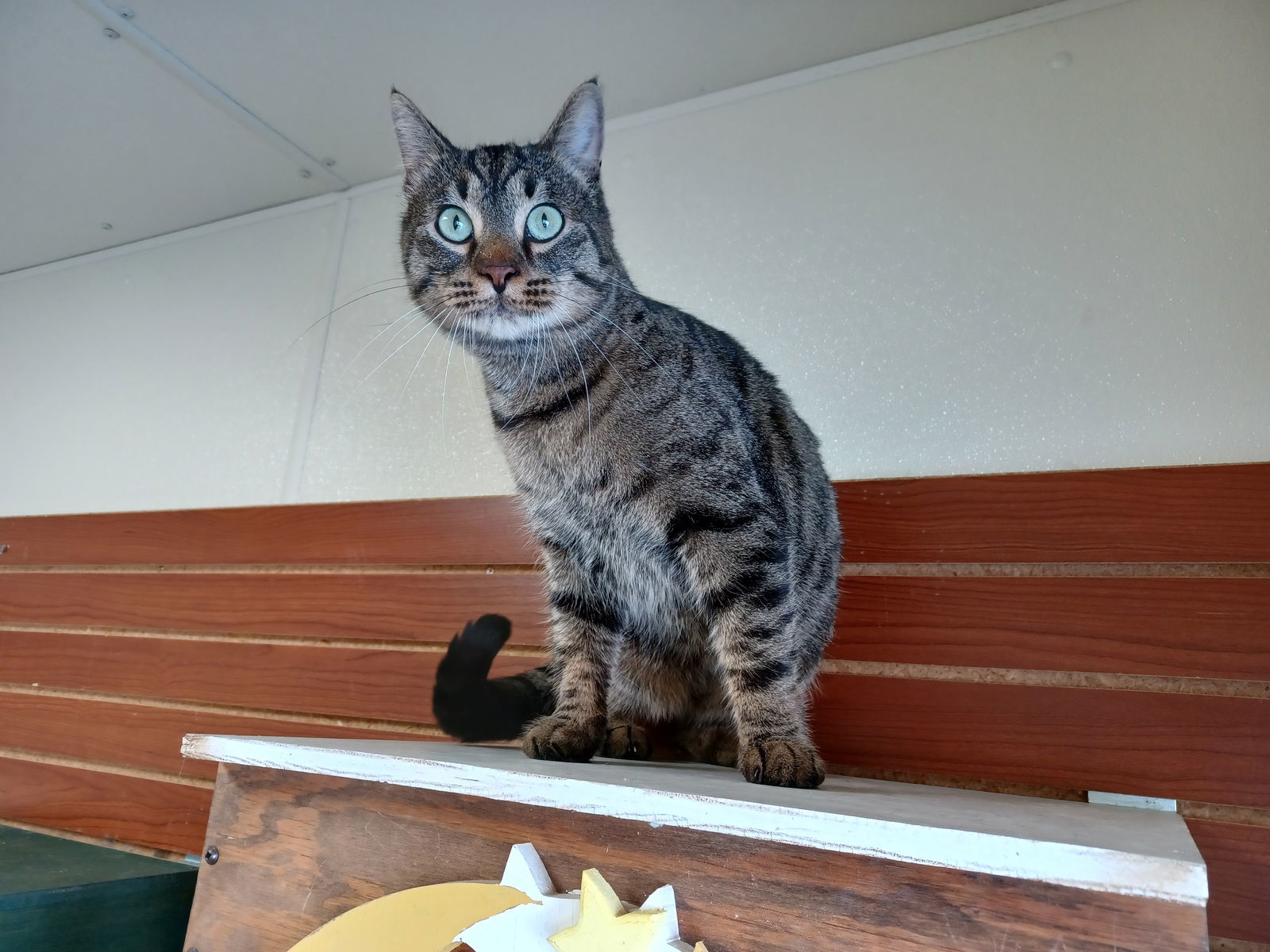 Bagheera, an adoptable Domestic Short Hair, Tiger in Austin, MN, 55912 | Photo Image 1