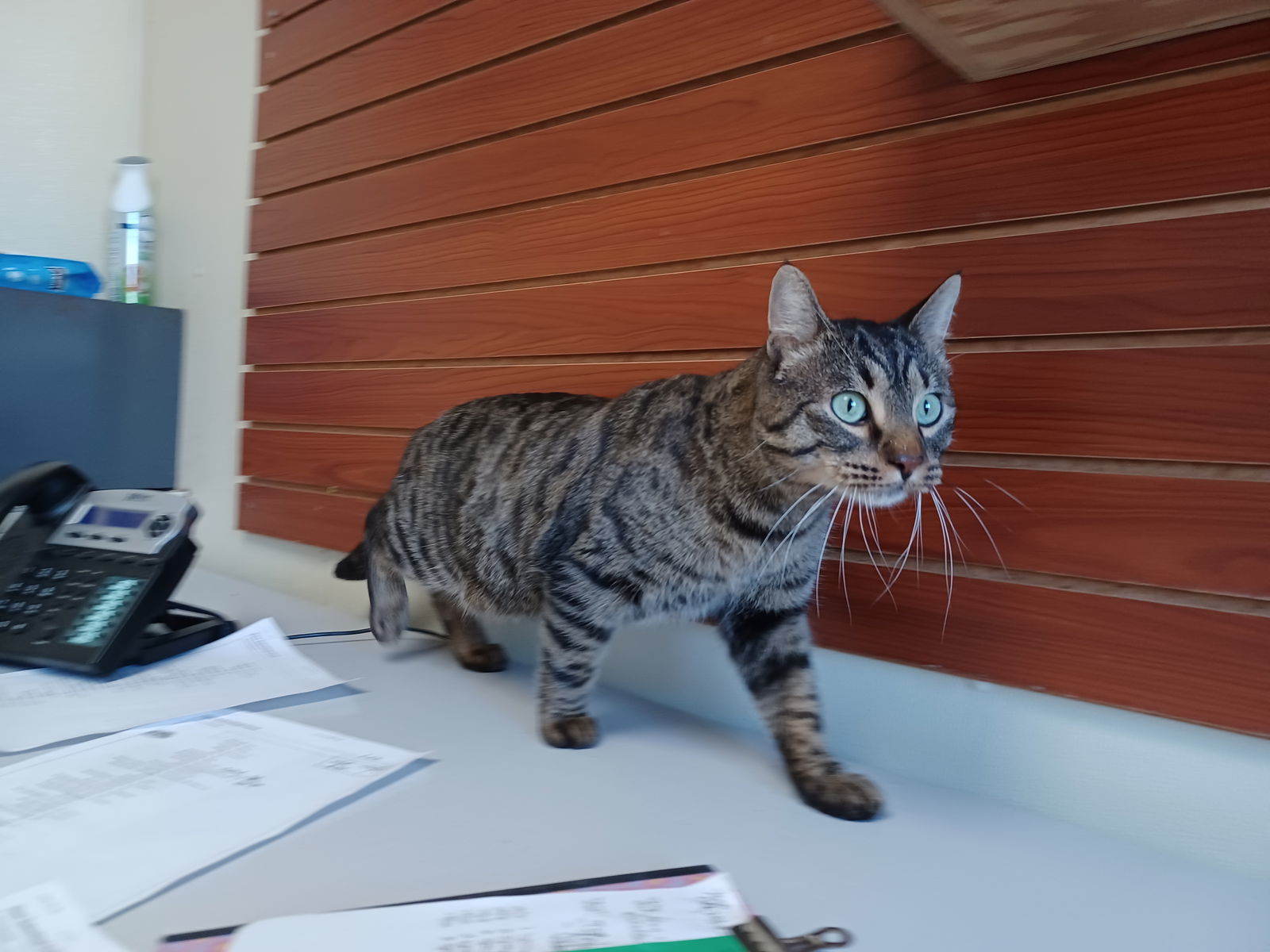 Bagheera, an adoptable Domestic Short Hair, Tiger in Austin, MN, 55912 | Photo Image 2