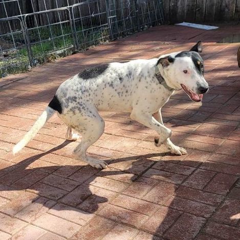 can a rat terrier and a german shorthaired pointer be friends