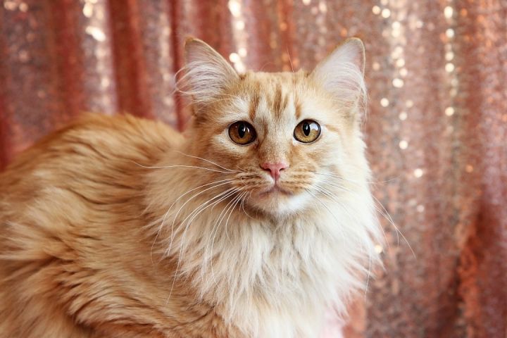 Mallorie, an adopted Domestic Medium Hair in Overland Park, KS_image-1