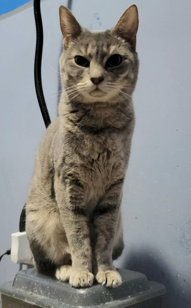 Cat for adoption - Jimmy Jim, a Russian Blue & Abyssinian in Lyons, | Petfinder