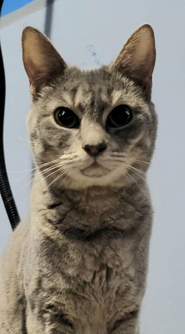 Cat for adoption - Jimmy Jim, a Russian Blue & Abyssinian in Lyons, | Petfinder