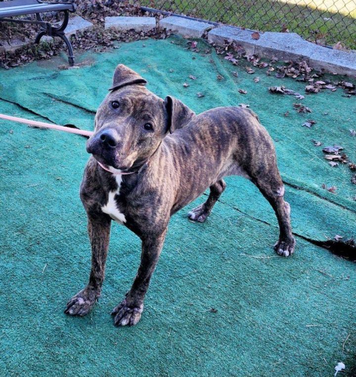 Dog for adoption Lizzie, a Terrier Mix in Perth Amboy, NJ Petfinder