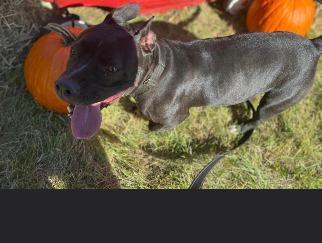 Gucci , an adoptable Pit Bull Terrier in Greenfield Center, NY, 12833 | Photo Image 3