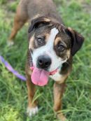 SCOUT's profile on Petfinder.com