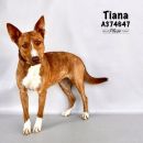 TIANA's profile on Petfinder.com